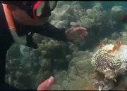 Snorkling di Taman Nemo, Pulau Pahawang Lampung