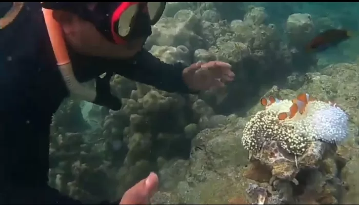 Puas Snorkeling di Taman Nemo, Pulau Pahawang Lampung